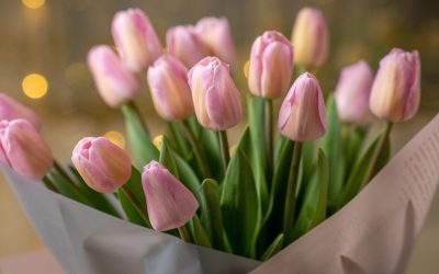 Så får du dina tulpaner att hålla längre